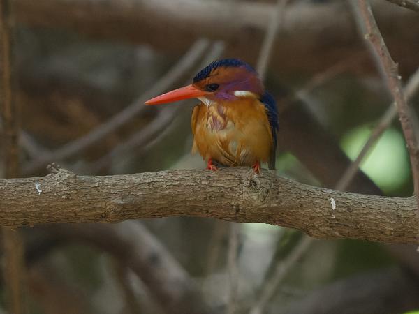 <h3><a href="/trips/gambia/biota/animalia/chordata/aves/037 coraciiformes/003 alcedinidae/ispidina picta/ispidina picta-nl.html">Ispidina&nbsp;picta</a> / African&nbsp;pygmy&nbsp;kingfisher / Afrikaanse&nbsp;dwergijsvogel</h3>OM-1 Mark II met OLYMPUS M.150-400mm F4.5 TC, 1/2500 sec  bij F6.3, ISO 8000, afstand 13.5&nbsp;m